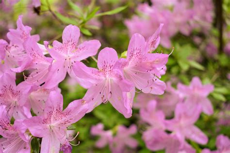 what do azaleas look like.
